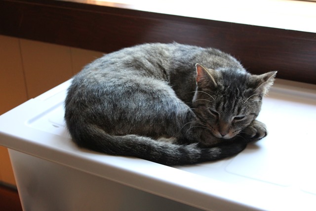 SleepingCat.jpg