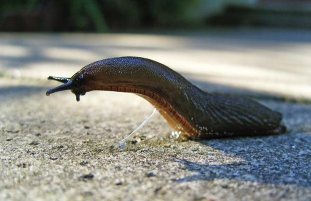 Slug623.jpg