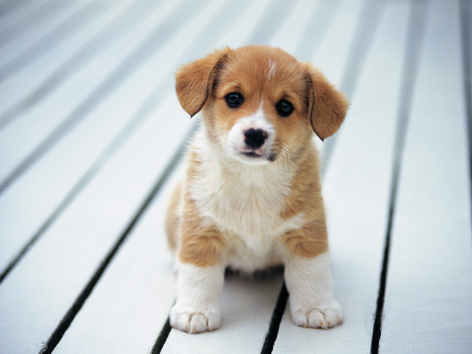 So-cute-puppies-14749028-1600-1200.jpg