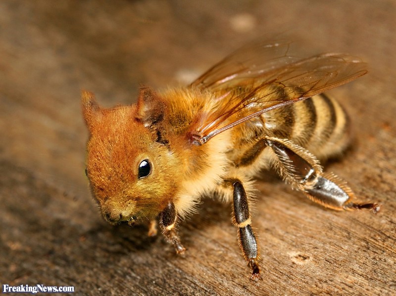 Image result for squirrel tarantula