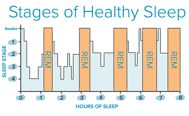 Stages-of-Sleep1.png