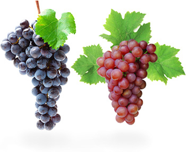 Table-Grapes-v-Wine-Grapes.png