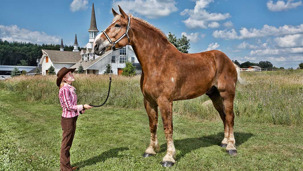 Image result for Big Jake tallest horse