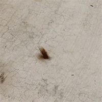Junebug perpetually spinning on its back : gifs