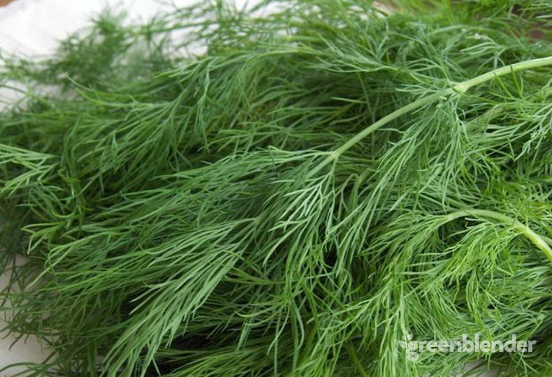 The-Health-Benefits-of-Dill-by-GreenBlen
