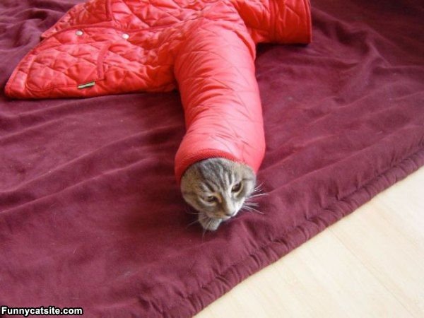 Image result for cat in tube