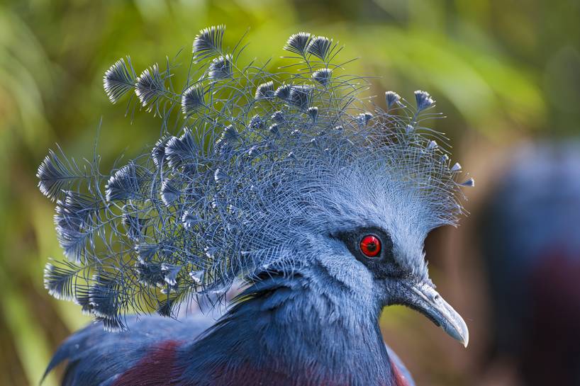 Victoria_Crowned_Pigeons.jpg.0x545_q70_c