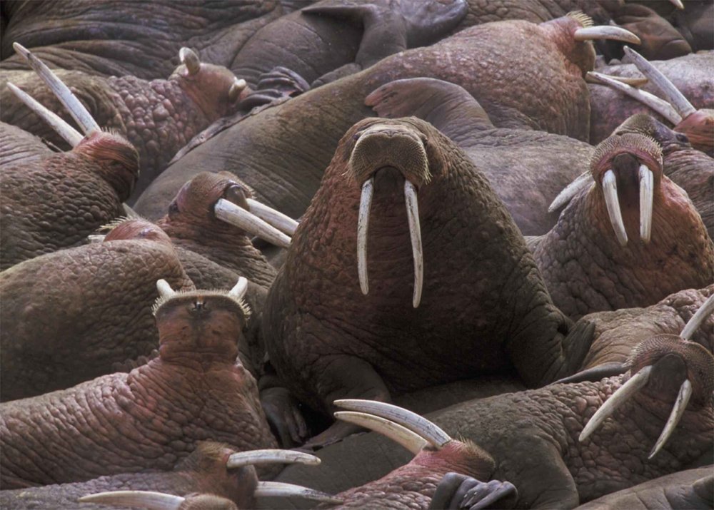 Walrus_herd_odobenus_rosmarus_fin_footed