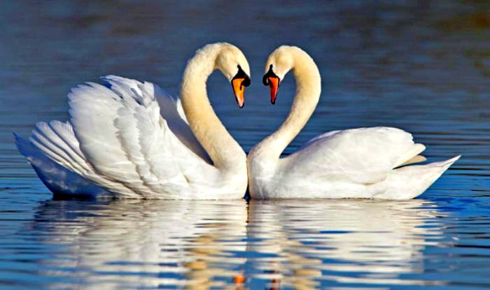 What-do-Swans-Eat.jpg