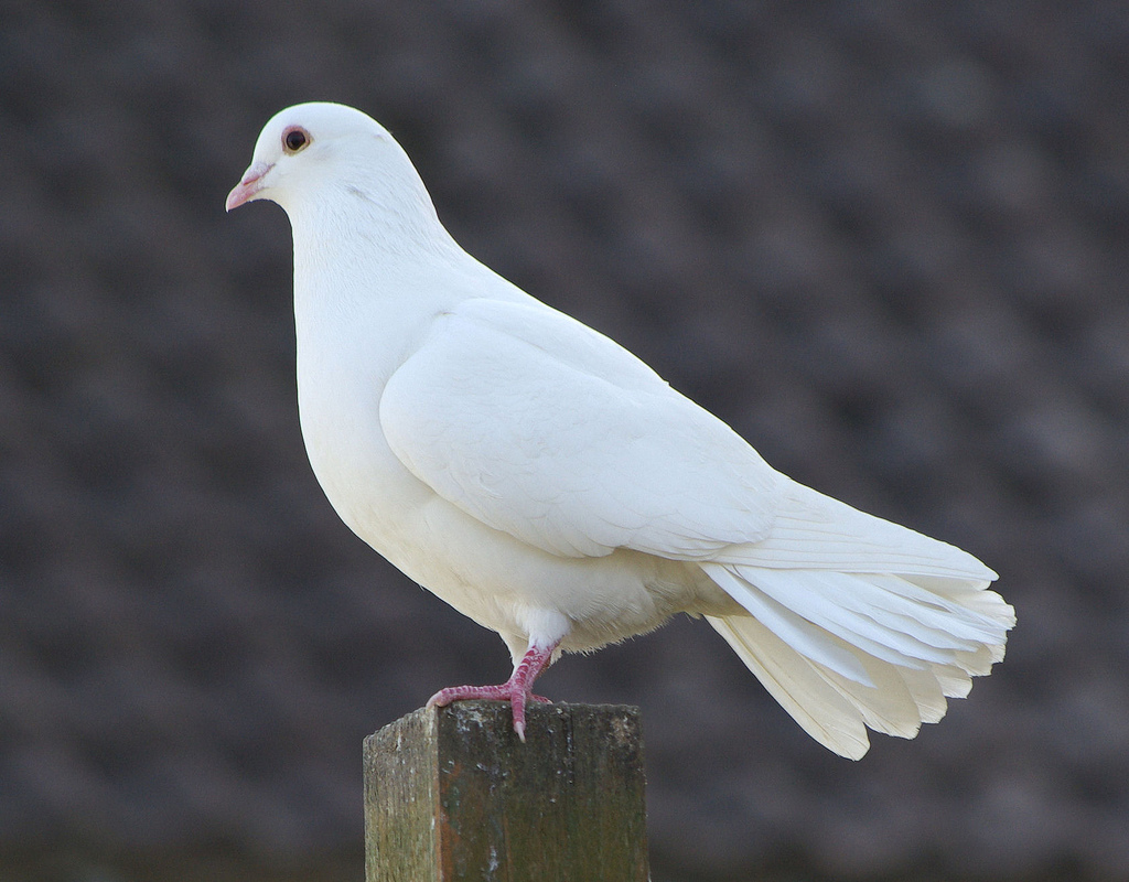 White-Dove.jpg