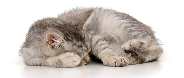 Why-Do-Cats-Sleep-So-Much.jpg