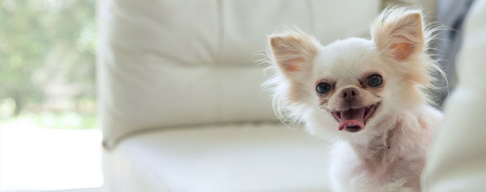 Why-Do-Chihuahuas-Get-Angry.jpg