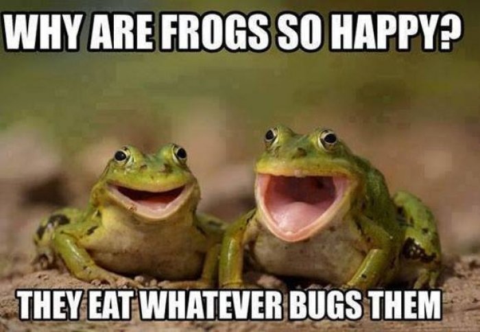 Why-are-frogs-so-happy---meme_1.jpg