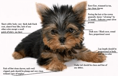 Yorkie_Puppy_Care.gif