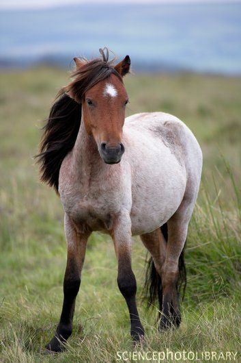 Z9430178-Dartmoor_pony-SPL.jpg