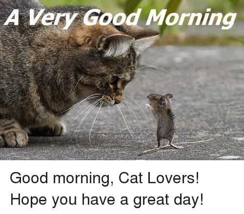 a-very-good-morning-good-morning-cat-lov