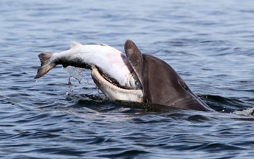 Desktop Wallpapers animal Fish Dolphins Water hunt