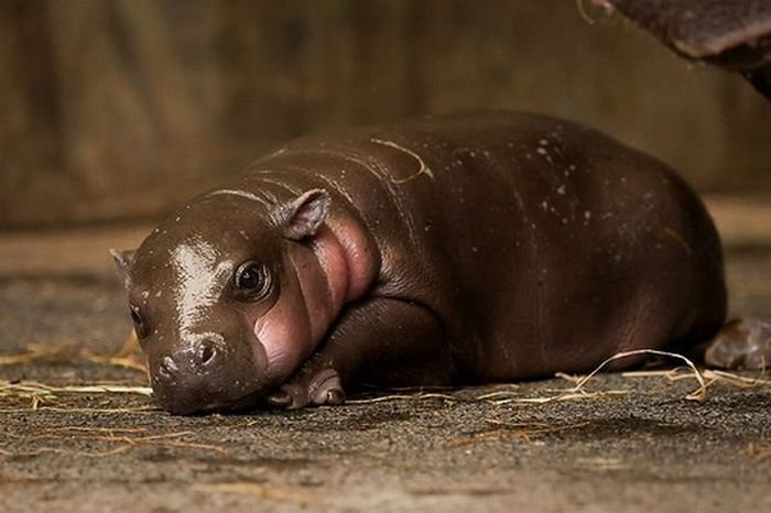 Unusual Pets (With images) | Baby hippo, Pygmy hippopotamus, Cute ...