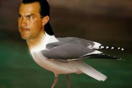 Image result for steven seagull