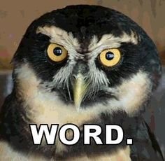 Image result for word. owl rly