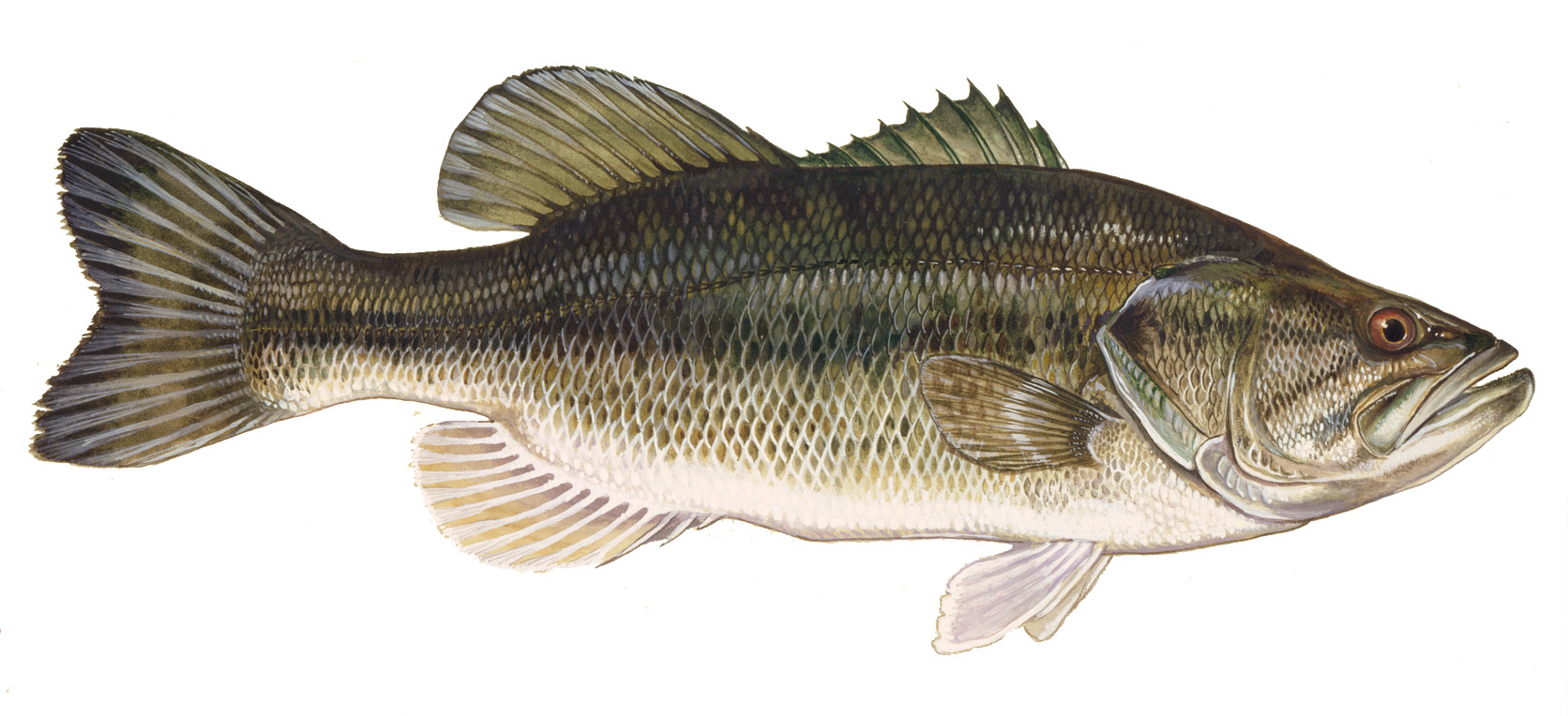 activities_largemouth_bass.jpg