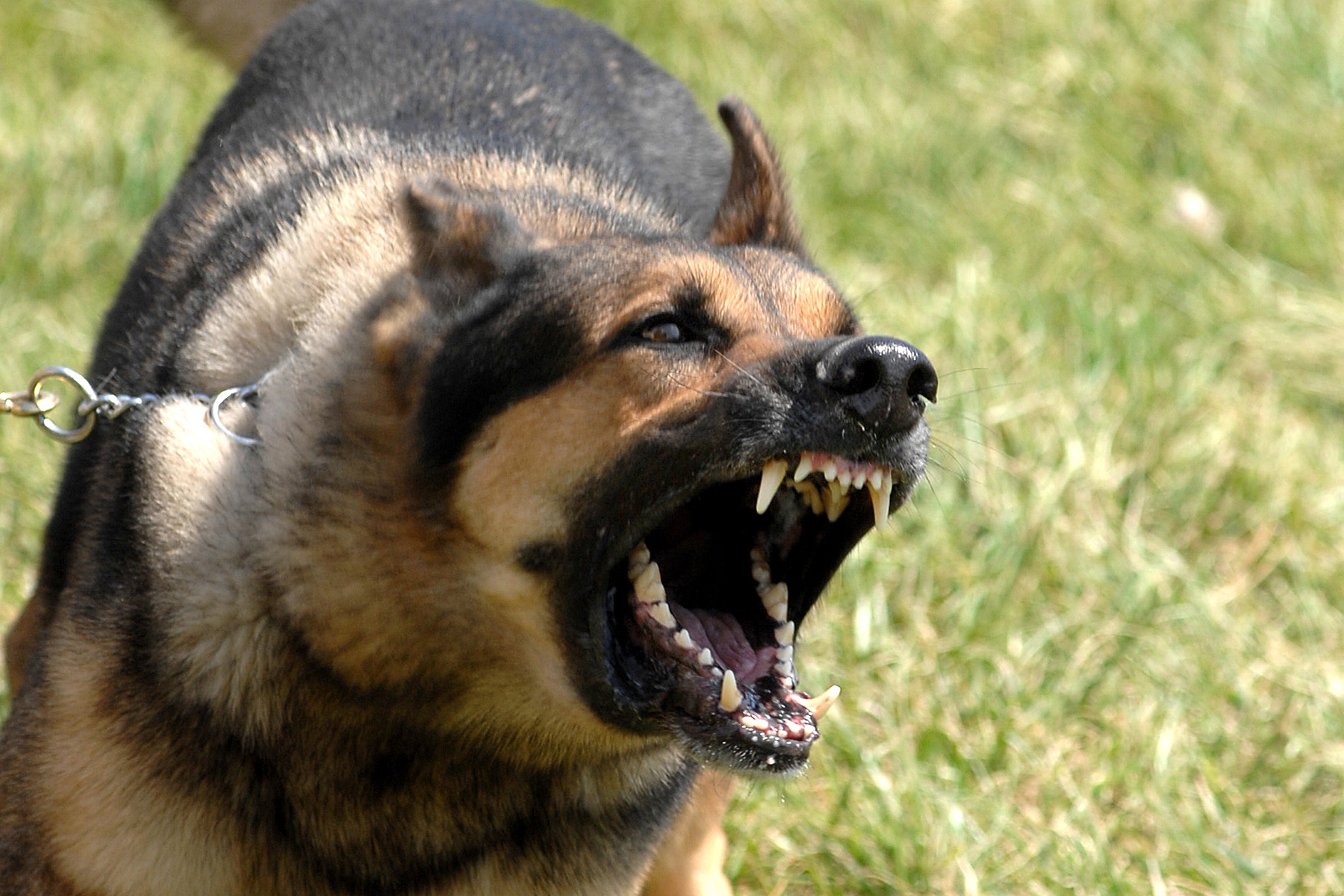 Military_dog_barking.JPG