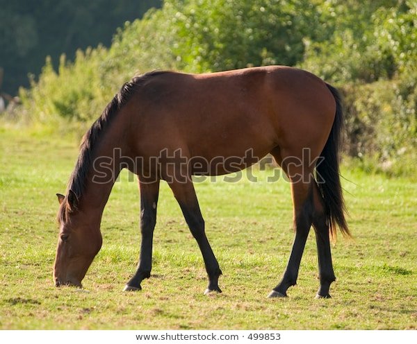 adult-horse-grazing-field-600w-499853.jp