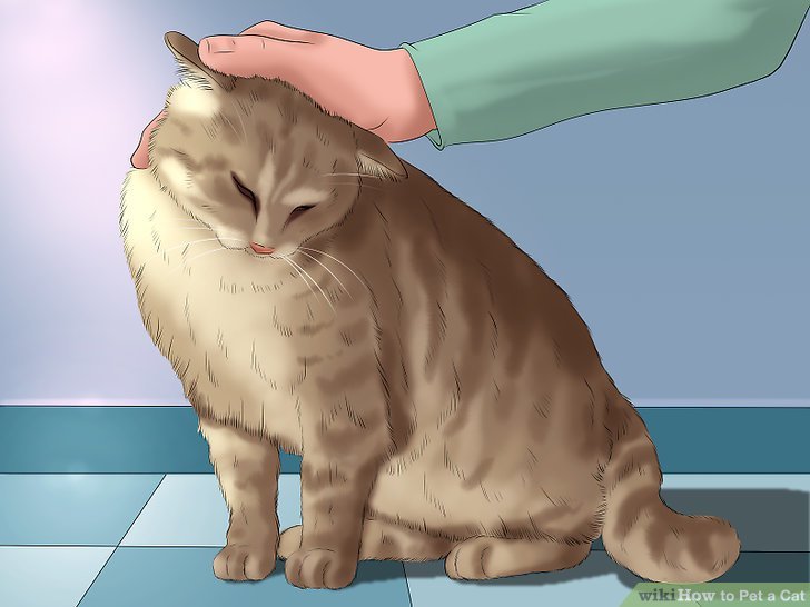 aid17710-v4-728px-Pet-a-Cat-Step-11-Vers