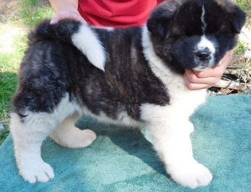 Akita Puppies For Sale | Marlborough, MA #229404 | Petzlover