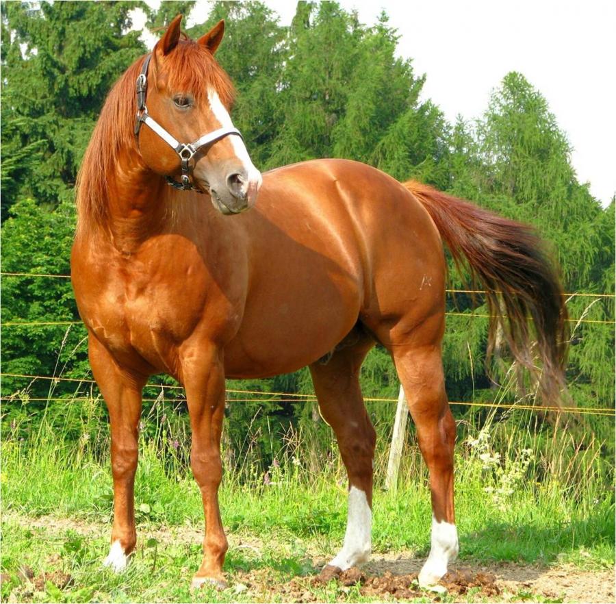 american_quarter_horse.jpg