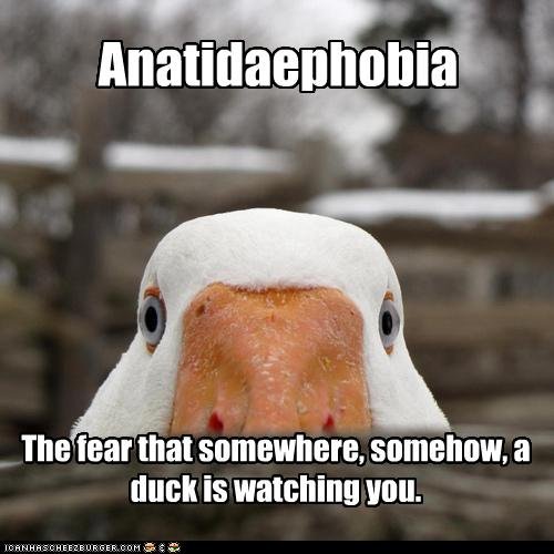 anatidaephobia.jpg&key=92869a135568b9c27