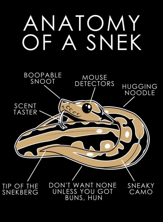 anatomy_of_a_snek_by_artwork_tee-dbru9tg