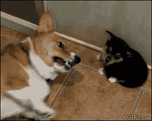 Image result for funny animal gif