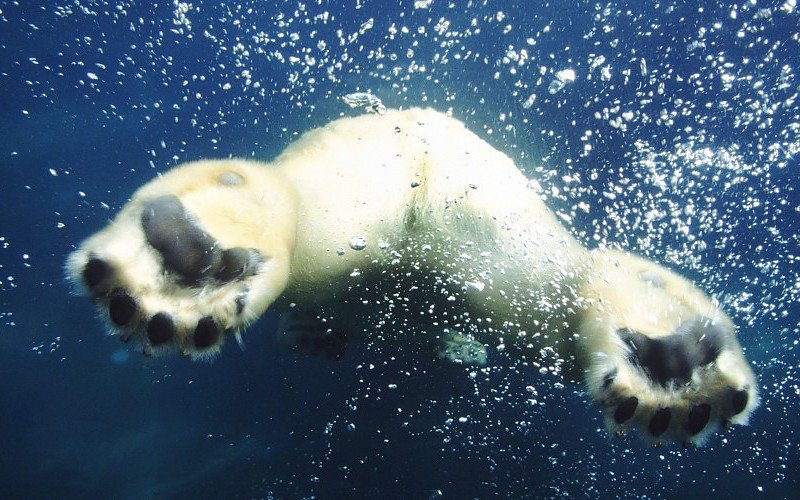 Animals bubbles swimming polar bears Wallpaper