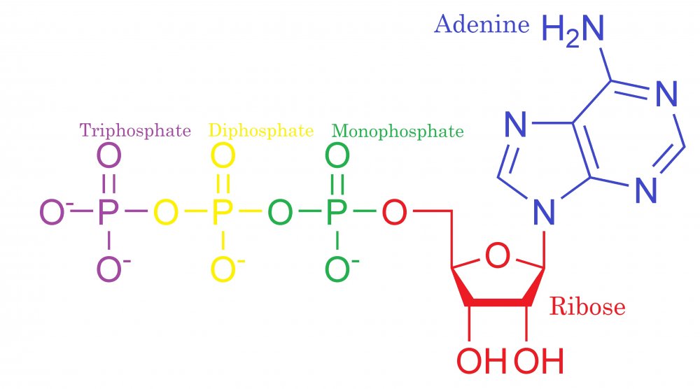 atp-structure-adapted.jpg