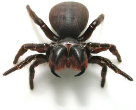 Image result for spider