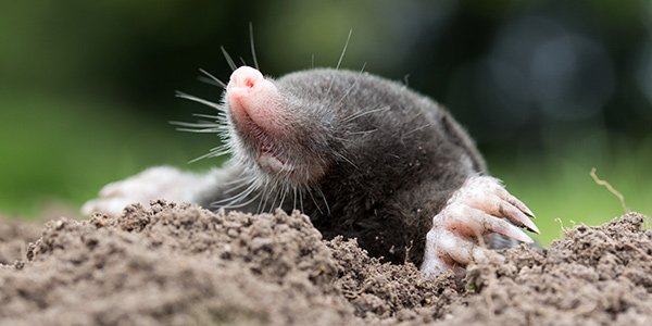 mammal_mole_600x300.ashx