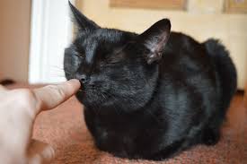 Image result for cat boop