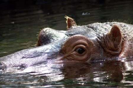 498849-hippo-at-the-st-louis-zoo.jpg?ver