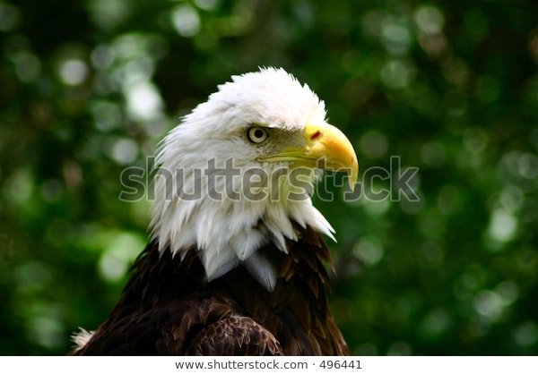 bald-eagle-600w-496441.jpg