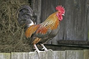 bantam-cockerel-497264.jpg