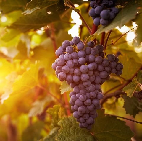 10 Health Benefits of Grapes - Are Red and Green Grapes Good for You?