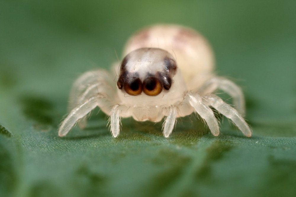 Jumping Spider Just Hatched -- Macrojunkie On DeviantART ::: So ...