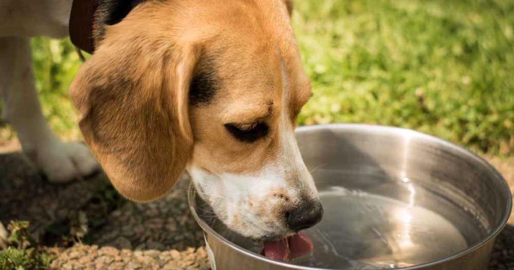 Image result for dog drinking