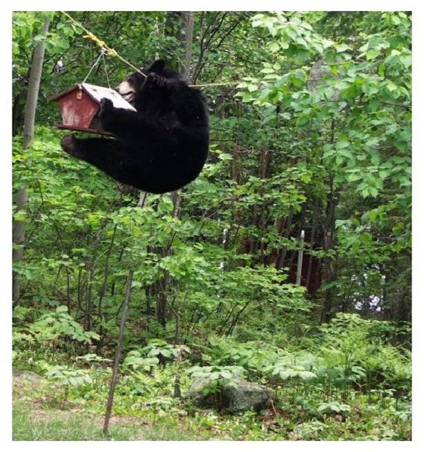 bear_on_a_rope_004.jpg