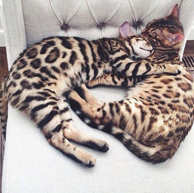 beautiful-bengal-cats-sleeping.jpg