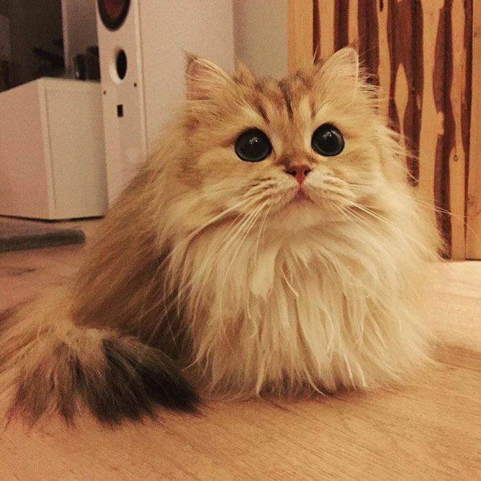beautiful-fluffy-cat-british-longhair-2.
