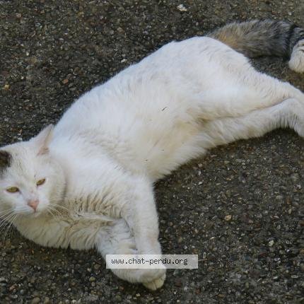 492385 BLANC-BLANC chat perdu et retrouvé à CLAMART - Chat Perdu ...