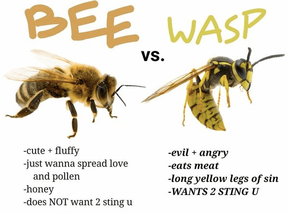 Image result for bees vs wasps