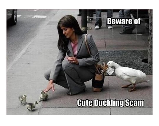 Image result for cute duckling scam